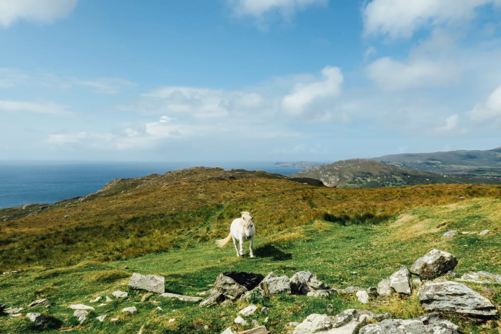 Cavallo bianco al pascolo tra prati verdi